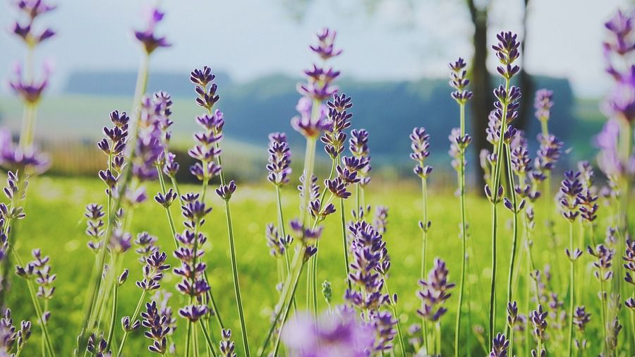 Kodaikanal purple flowers