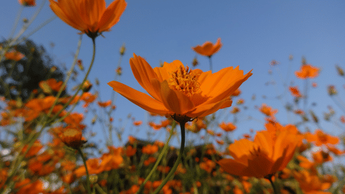 Cleanest Village in Asia- Mawlynnong 2