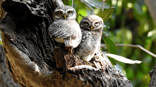Pair of spotted owls perched on a tree branch in a natural setting.