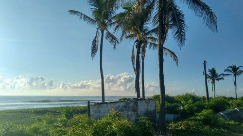 palm trees amidst lush greenery with the ocean in the background