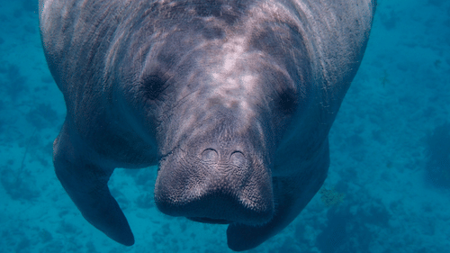 Picture of a Dugong swimming