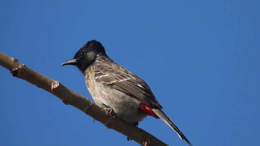 A bulbul sitting steadily on a high branch, scanning the surroundings.