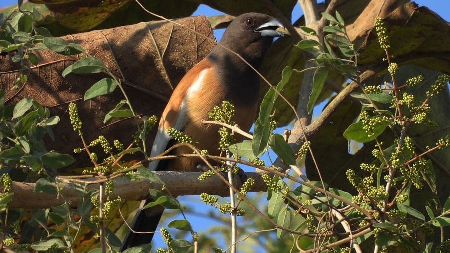 Monkey with infant clinging to its belly, sitting among thick tree foliage.
