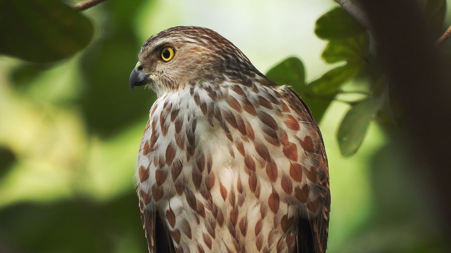 Bird of prey gazing attentively from behind tree cover, with feathers detailed and layered.
