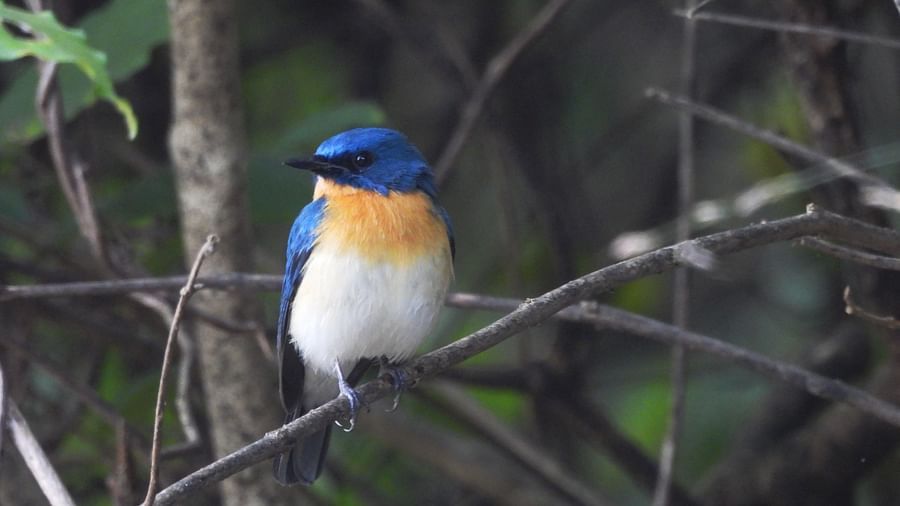 A bird calmly perched on a thin twig amidst a quiet forest setting.