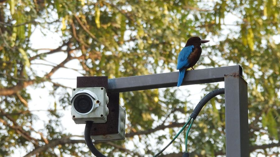 A kingfisher unusually perched on a security camera pole against a backdrop of trees.