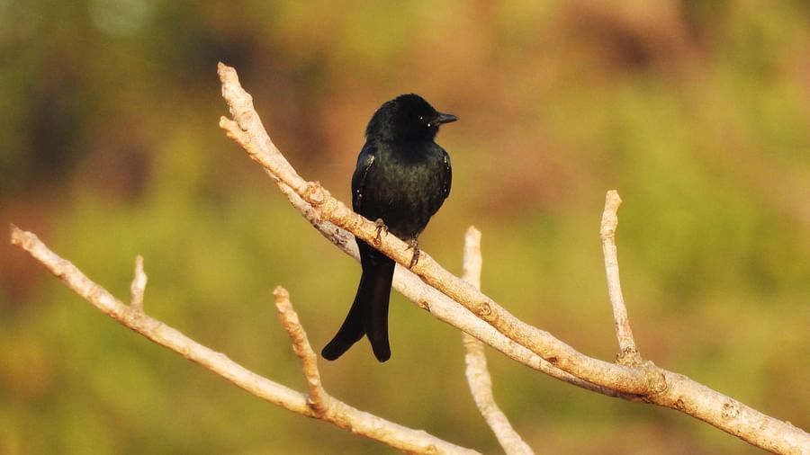 Small bird with forked tail perched on a thin branch, looking outward.