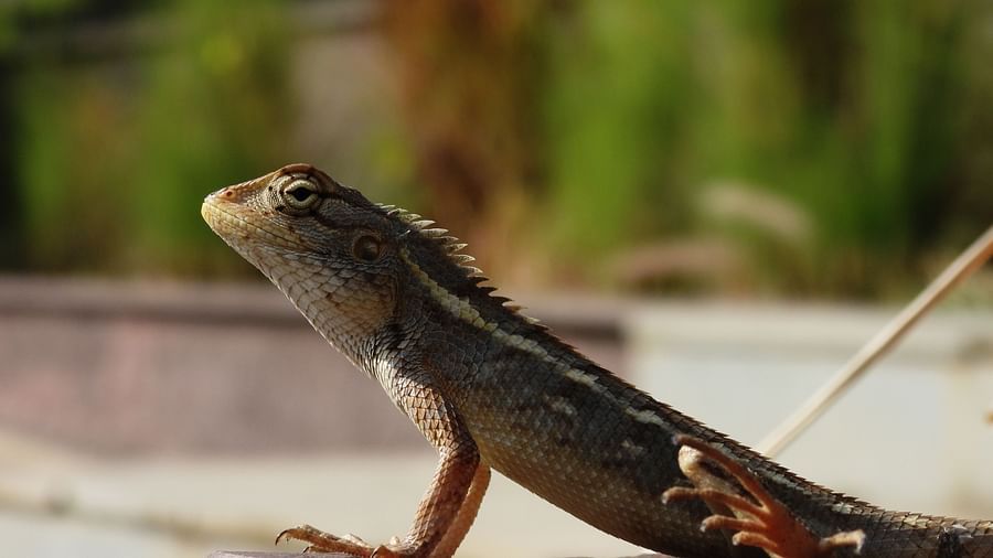 A close-up of a slender, brown lizard with orange markings on its side, perched alertly on a cement block.