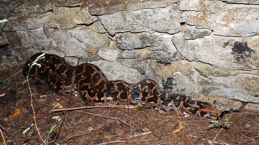 A thick-bodied, dark brown snake with distinct black markings camouflaged against a stone wall on forest ground.