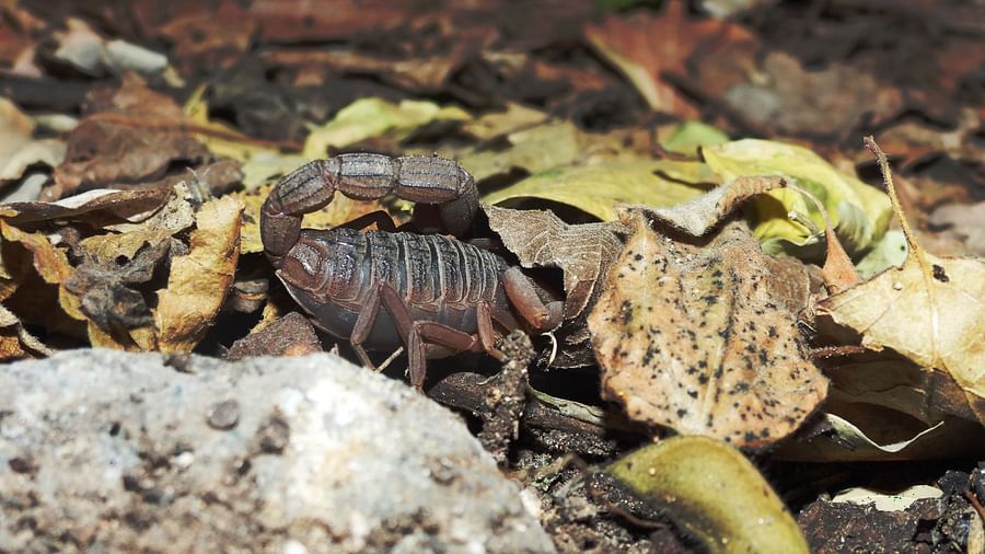 A forest floor scene with a brown scorpion partially hidden under dry leaves and surrounded by rocks and a green slug.