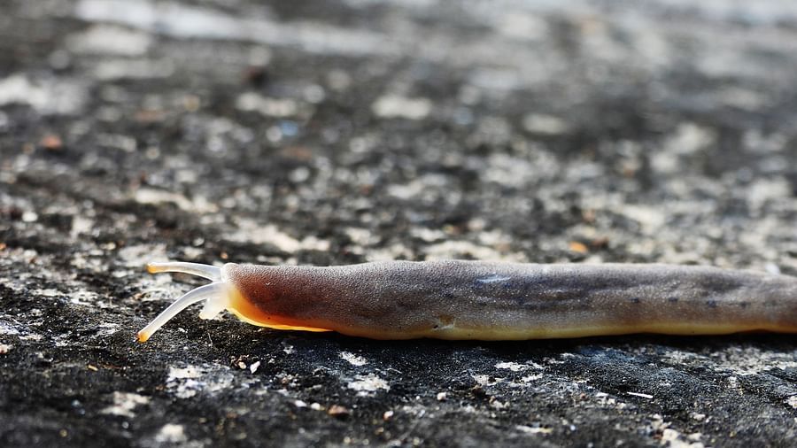 A glistening brown slug slowly moving across a rough, grey concrete surface.