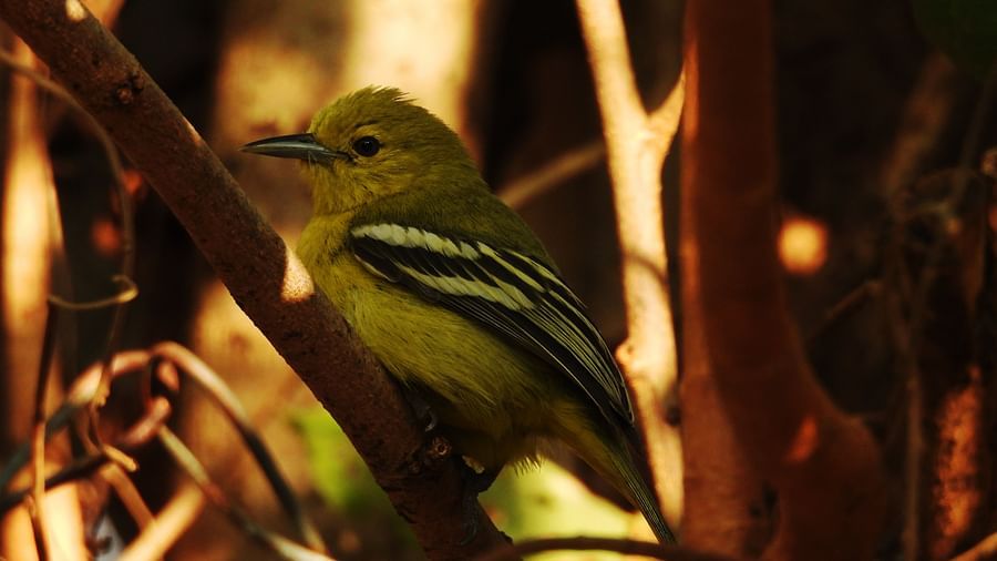 Perching bird partially hidden among dense forest branches, resting quietly.