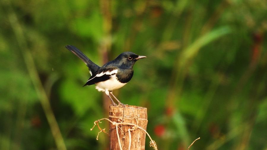 A small bird standing on a raised perch surrounded by dense greenery, preparing to take flight.