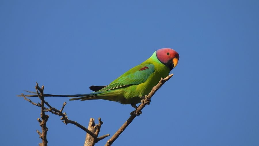 A parrot sitting alertly on a clean, leafless branch under an open sky.