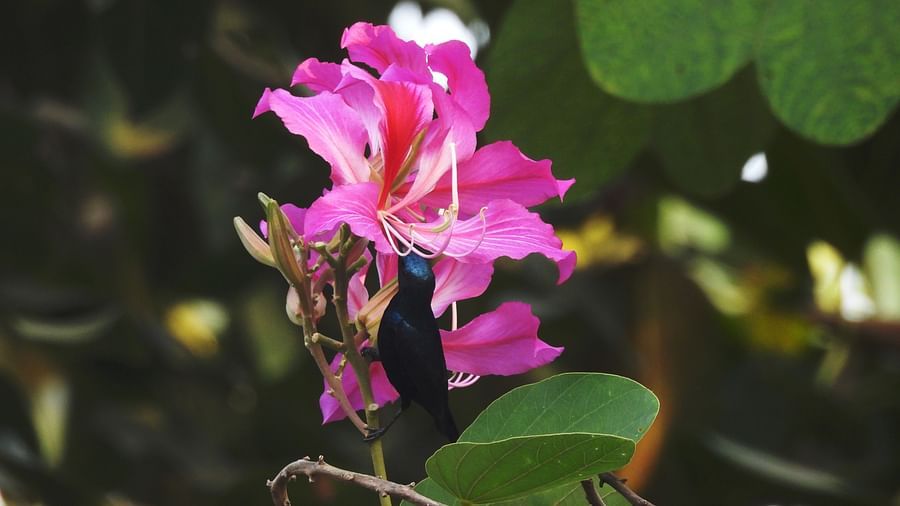 A fully bloomed flower nestled between large leaves in a natural setting.