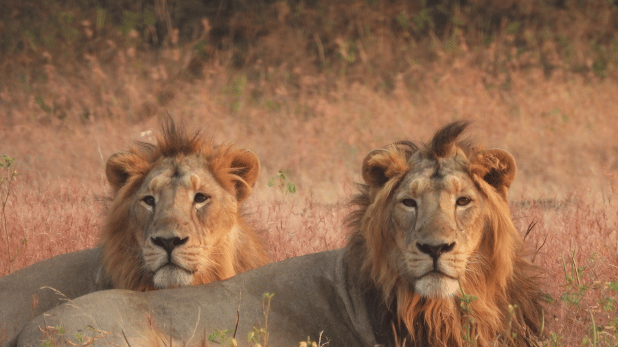 Two adult male Asiatic lions resting in dry grassland with trees in the background, showcasing wildlife in its natural habitat.