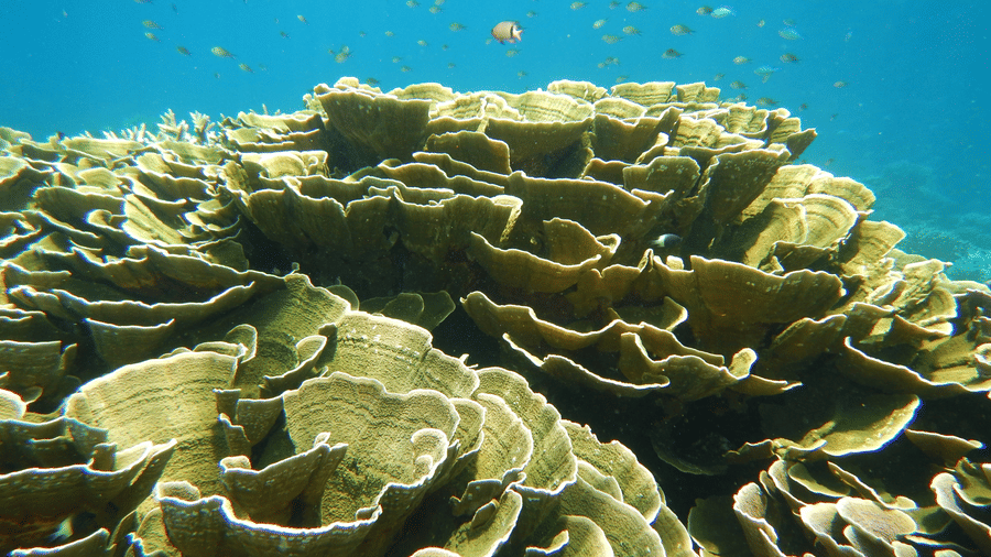 Close view of layered coral formations underwater near Barren Island at Barefoot Scuba Resort surrounded by clear blue sea.