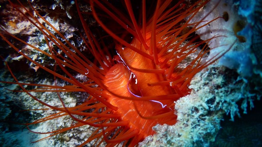 Electric Clam Photo by Avi Singh