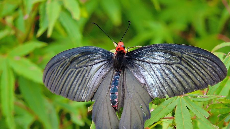 A large, black butterfly with prominent blue iridescent markings on its open wings is positioned against lush green leaves. - Digantaa Resort in Mukteshwar