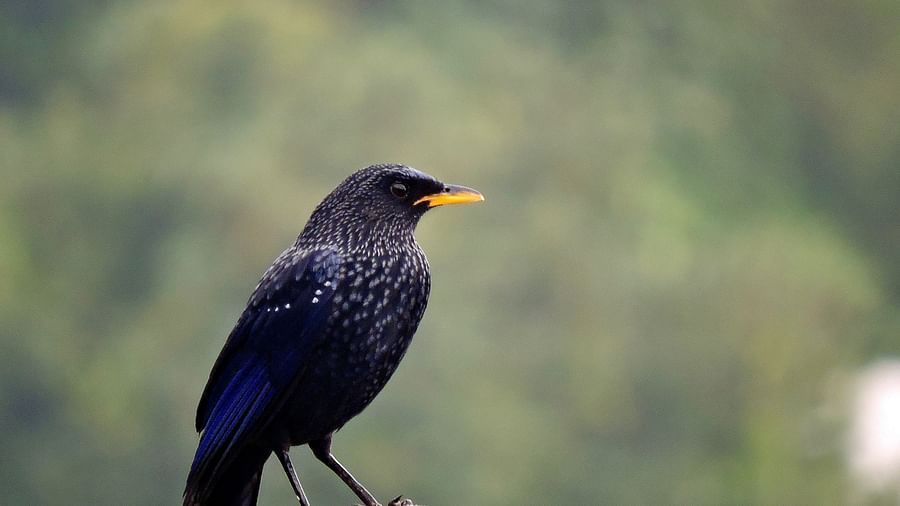 Blue whistling thrush 1