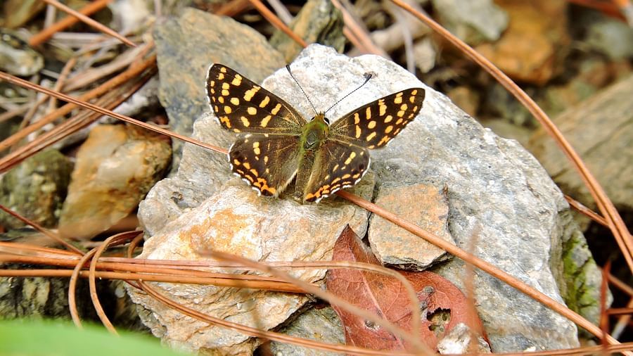 A butterfly with brown and orange patterned wings rests on a light-colored rock surrounded by dry leaves and pine needles. - Digantaa Resort in Mukteshwar