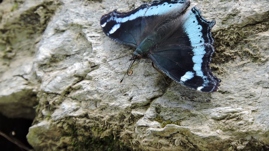 A butterfly with striking blue and black wings rests on a textured rock, showcasing the intricate patterns and vibrant colours of its wings against the rugged backdrop