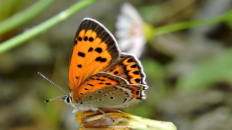 An orange butterfly, with its vibrant wings and delicate form, gracefully perches on a flower bud, capturing a moment of natural beauty and tranquillity