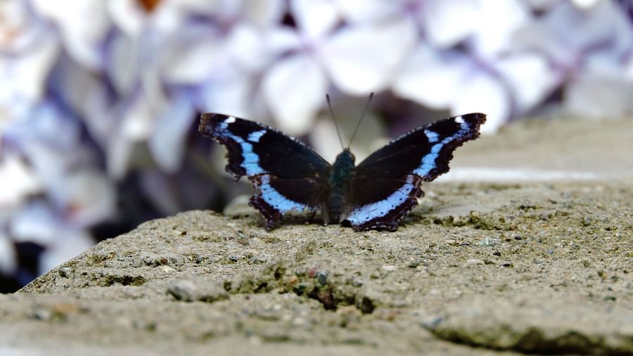 A dark blue butterfly with lighter blue markings rests on a textured gray surface. - Digantaa Resort in Mukteshwar
