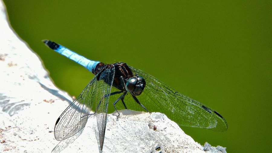 A blue and black dragonfly with transparent wings perches on a light-colored rock against a blurred green background. - Digantaa Resort in Mukteshwar