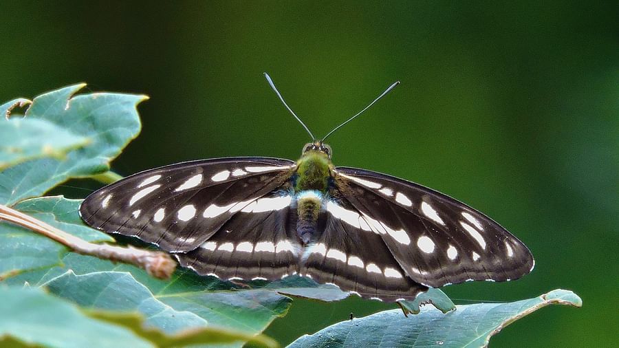 A black and white striped butterfly rests on a green leaf against a blurred green background. - Digantaa Resort in Mukteshwar