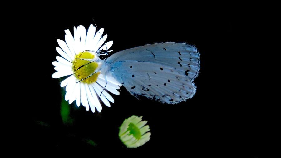 A small, light blue butterfly with dark borders sits on a white daisy flower against a dark background. - Digantaa Resort in Mukteshwar