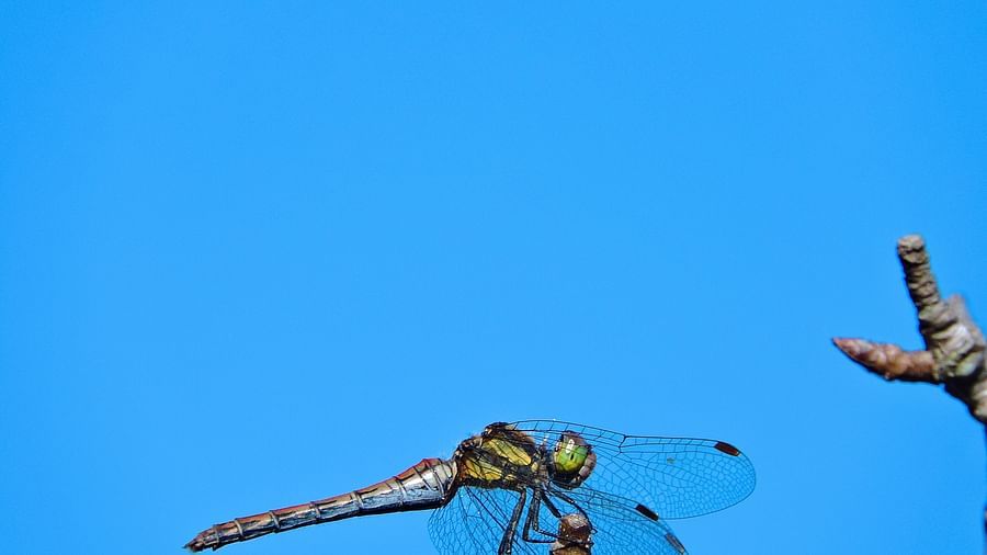 A dragonfly silhouette, with its delicate wings and slender body, stands out against a bright blue sky, creating a striking image of nature's beauty, possibly captured from the resort surroundings