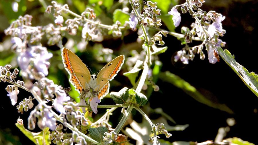 A brown dragonfly, with its delicate wings and slender body, perches on a flowering plant, capturing a moment of natural beauty and tranquillity