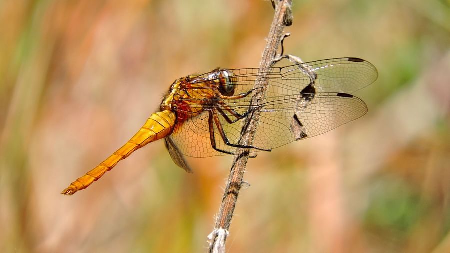 An orange dragonfly, with its translucent wings and slender body, rests gracefully on a twig, showcasing the intricate details of its form and the tranquillity of nature