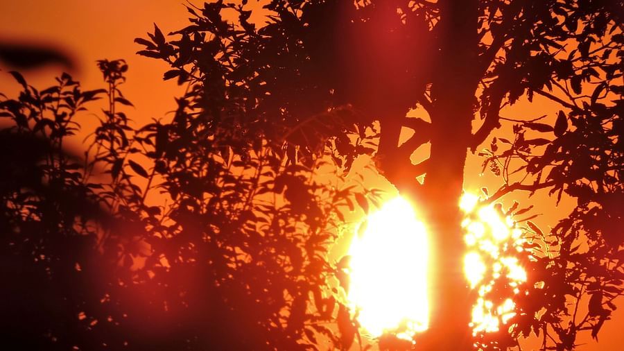 A sunburst filters through the foliage of a tree, creating a warm, golden glow that illuminates the surrounding branches and leaves, possibly capturing a unique perspective from the resort vicinity