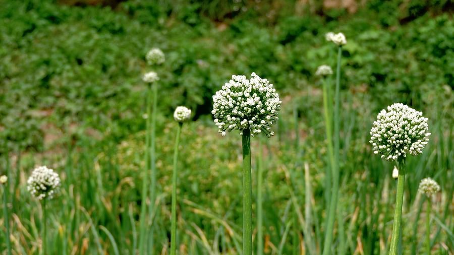 A single white flower, its delicate petals unfurling, stands tall amidst a field of lush green grass, symbolising purity and the quiet beauty of natures simple moments