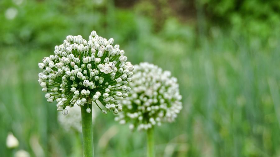 A delicate white flower, with its intricate petals fully unfurled, stands out against a backdrop of lush green grass, capturing a moment of serene natural beauty