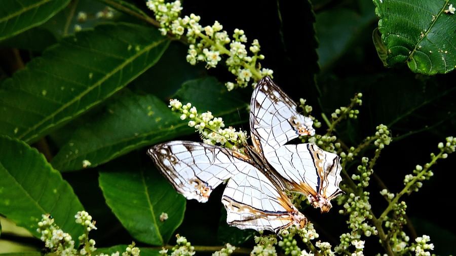 Two white butterflies, with their delicate wings and intricate patterns, gather on a flowering plant, creating a scene of natural harmony and grace