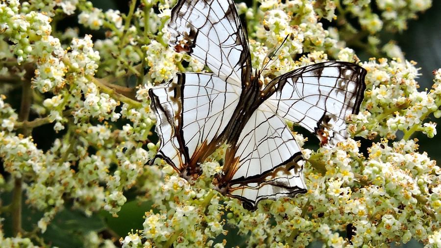 Two delicate white butterflies, with intricate patterns on their wings, delicately perch on a flowering plant, capturing a moment of natural elegance and beauty