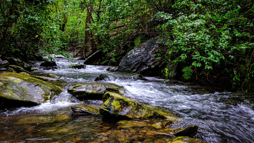 a stream surrounded by lush greenery
