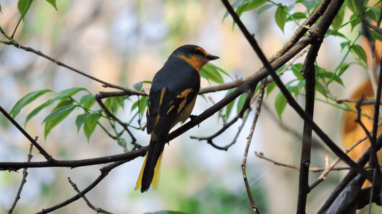 An orange minivet sitting on a small branch of a tree
