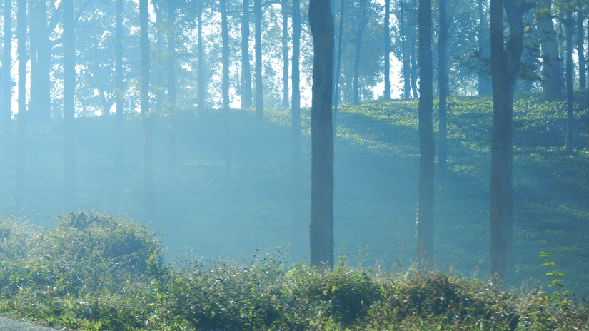 A forest area with tall trees, sunlight filtering through light mist, and green plants growing beside a pathway or open ground.
