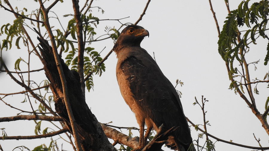 An image of crested serpent eagle bird perched on a tree branch | Vythiri Resort, Wayanad