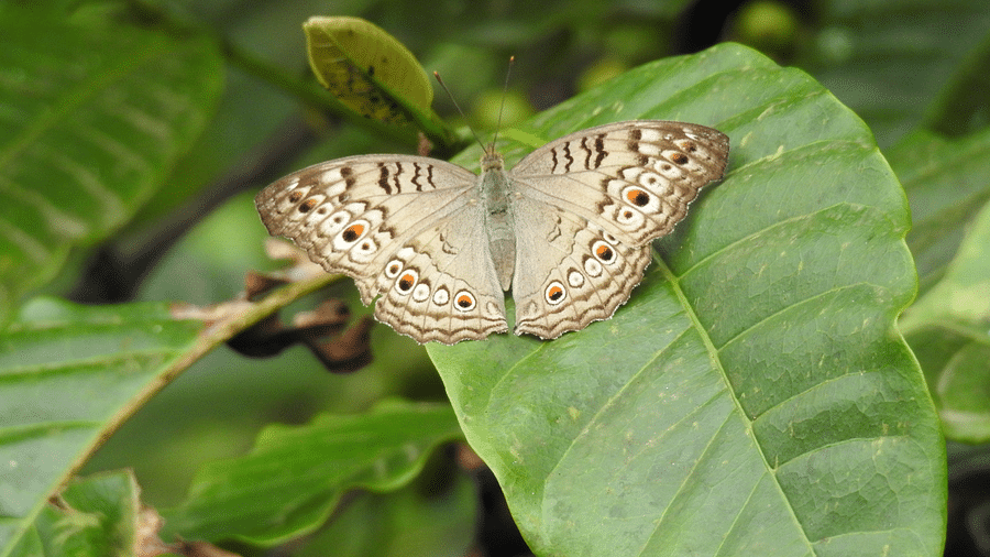 A butterfly perched on a leaf | Vythiri Resort, Wayanad