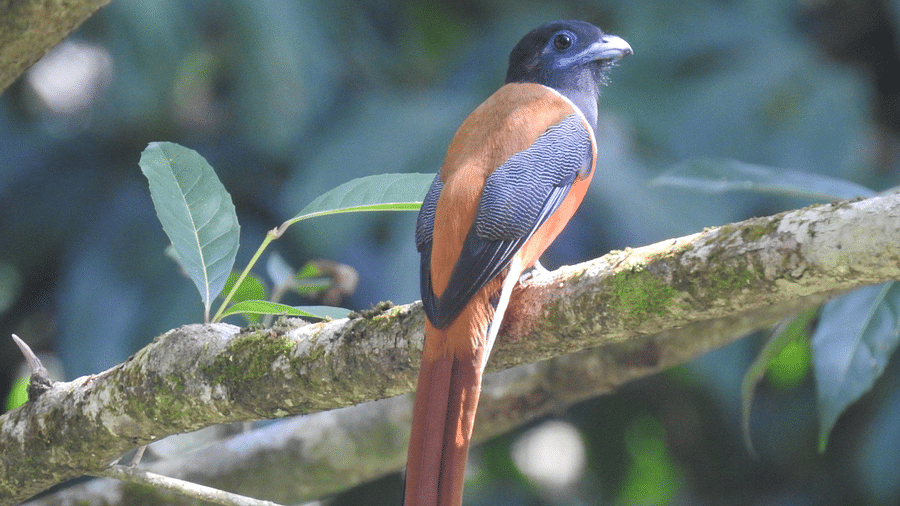 A back view of malabar trogon bird perched on a tree branch | Vythiri Resort, Wayanad