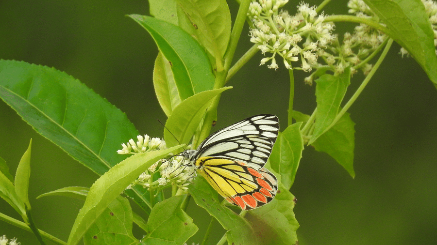 An image of Prioneris Sita, a painted sawtooth butterfly, perched on leaves | Vythiri Resort, Wayanad