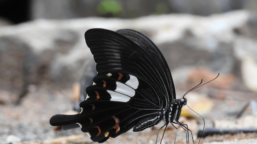 an image of red helen butterfly sitting on the land | Vythiri Resort, Wayanad