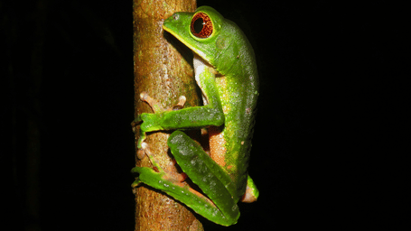A red-eyed tree frog with vibrant green skin clings to a brown branch against a dark background.