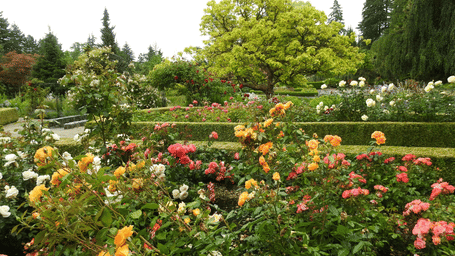 A flower bed with flowers in bloom with manicured bushes in the background