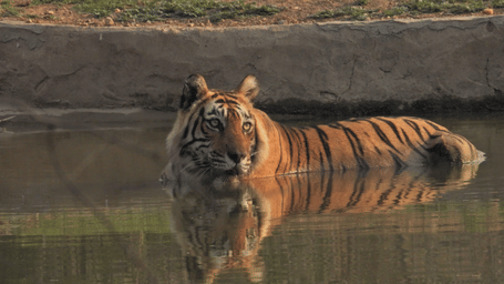 A Bengal tiger partially submerged in a waterhole, resting calmly and gazing ahead inside a wildlife reserve at Utsav Camp Sariska.